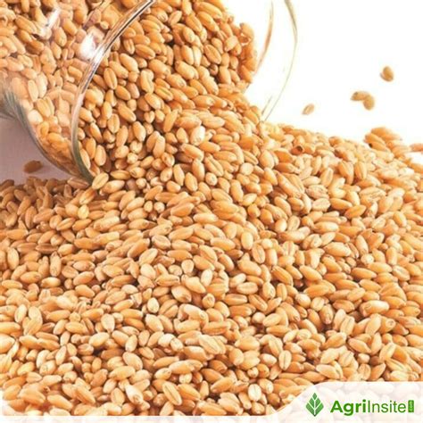 AUSTRALIA : AGT releases new barley, wheat varieties - AgriInsite