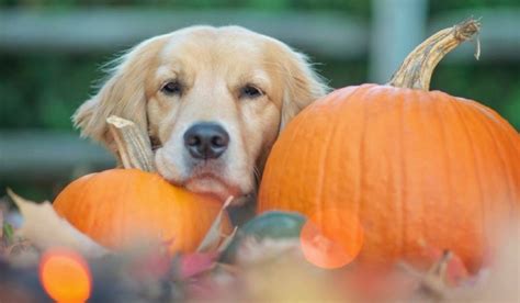 A Halloween Dog Treat: Pumpkin - CUDDLY Blog