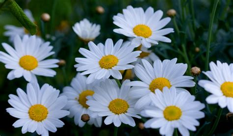 Daisy Flowers Macro Image Free Stock Photo - Public Domain Pictures