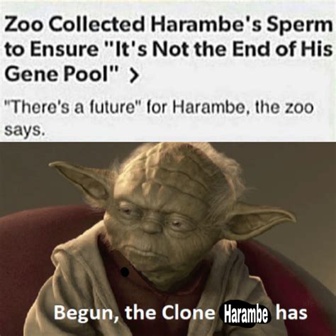 The when was harambe killed anniversary brings back viral memories 33