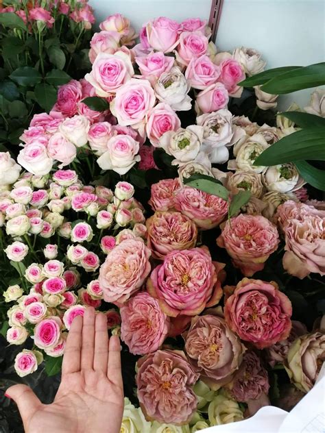 สวัสดีสาวญี่ปุ่นเดี๋ยวเจอกันนะ... - CC Rose Shop Sri-Racha