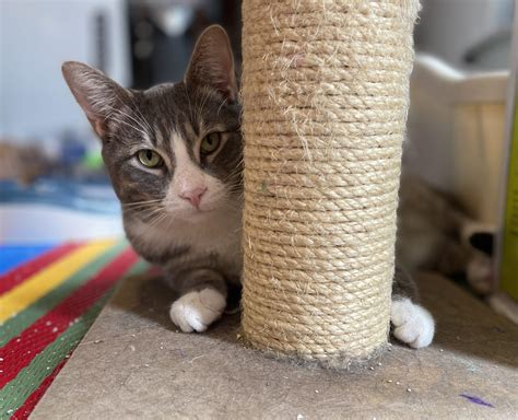 Foggy – Team Cat Rescue