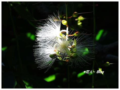 blog udn