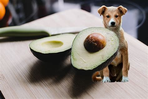 8 Amazing Protections Avocado Gives to Your Lovely Dog - Dog Health ...