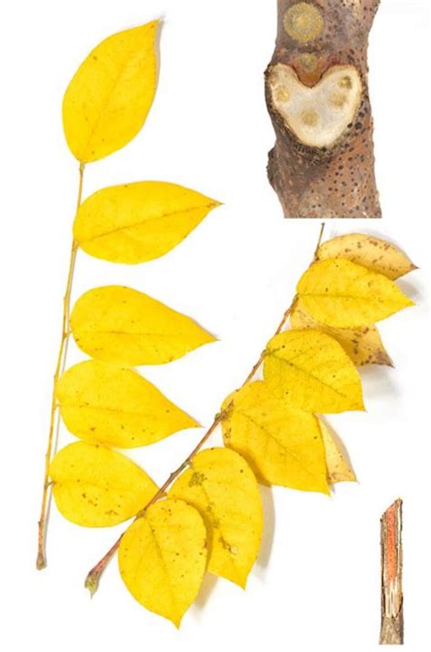 Seven Acres Tree Walk - Kentucky Coffee Tree — The Unitarian