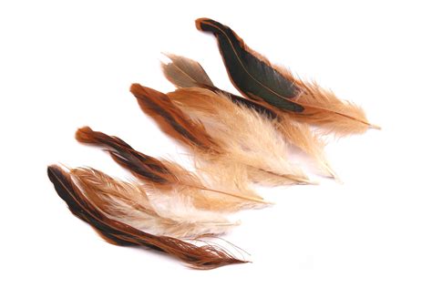 Natural Rooster Feather Beige Feather 5-7cm Real - Etsy