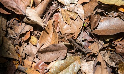 No water? Or too much water loss? | Smithsonian Tropical Research Institute