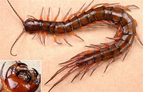 gallery nf jom ketahui tentang lipan lipan