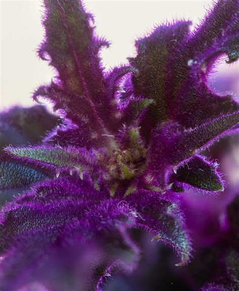 Purple Passion Plant 101: How to Care for Velvet Plants | Bloomscape