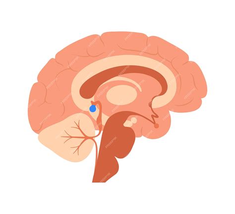 New research explores Pineal gland and the Eye of Horus 2