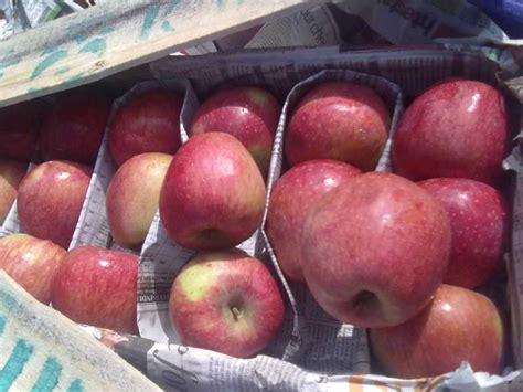 Janat Fruit Company in Jammu - Retailer of Apple & Cherry