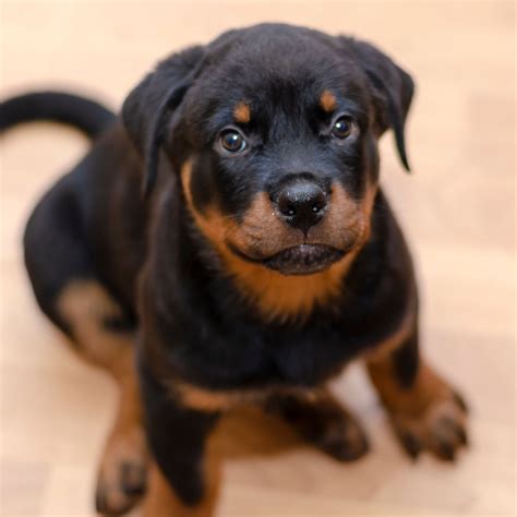 Labrador Rottweiler Puppy's