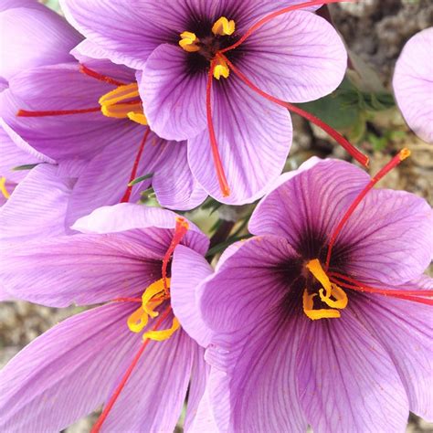 buy grow   saffron saffron crocus bulbs crocus sativus