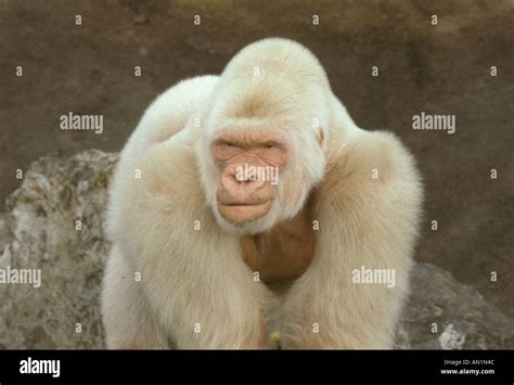 Gorilla Albino Selfie