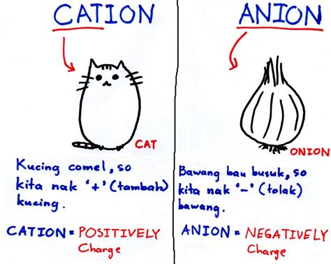 SPMStraightA — CATION & ANION