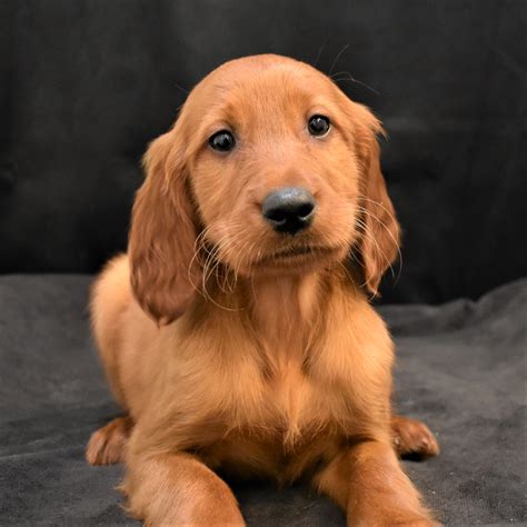 Irish Setter – Puppies from PA