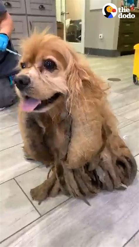how to shave a dog with matted fur