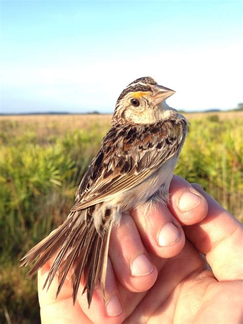 Florida Grasshopper Sparrows - Fish & Wildlife Foundation of Florida
