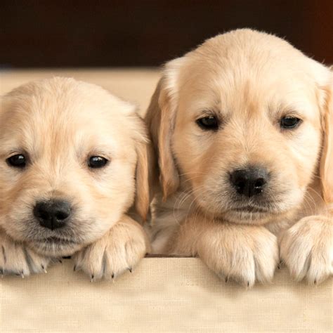 cute dog breeds medium