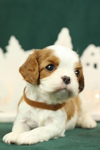 Premium Photo | Cute small cavalier king charles spaniel puppy