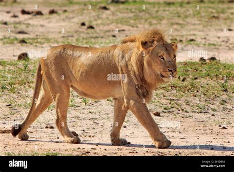 african lion  beautiful golden mane walking   african