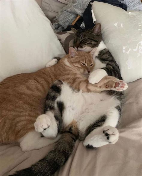 It's good that we have each other 🥰 : r/cats