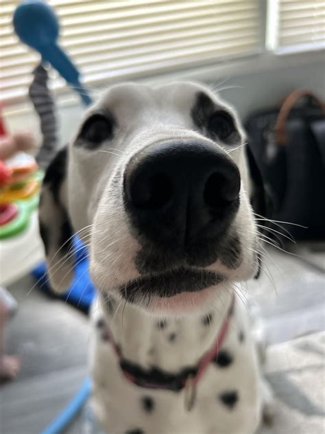 My dog is not Pongo, damnit!