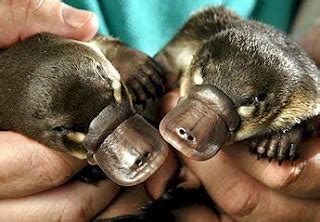 Platypus!: Pet Platypus Not For Sale