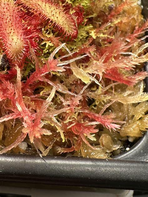 Sphagnum moss | Carnivorous Plant Society of Canada