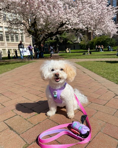 Napa the maltipoo (@maltipoo.napa) • Instagram photos and videos