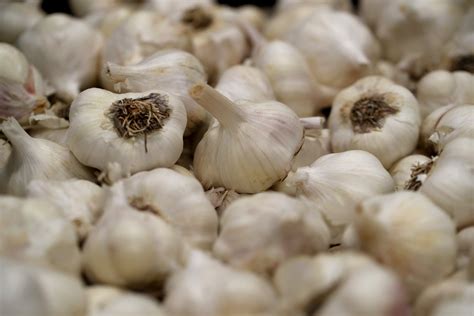 Can Garlic Cause Seizures In Dogs