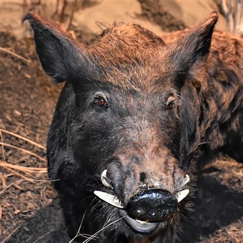 boar wild boar  pixabay