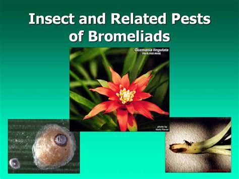 Insect and Related Pests of Bromeliads