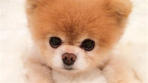 O Cachorro Mais Fofo Do Mundo Conheça As Raças De Cachorros Mais