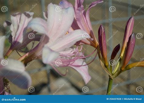 naked lady  resurrection lilies lycoris squamigera flowers buds