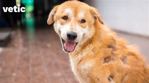 how to get rid of yeast infection on dog skin