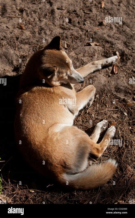 guinea singing dog stock photo alamy