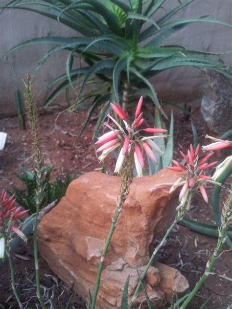 Jean's Aloes: Flowering Aloes in My Garden Part 1