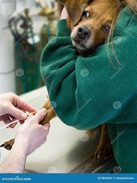 Dog Blood Drawn at Vet stock photo. Image of hand, foot - 8828462