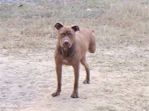 My three legged pit bull Apollo