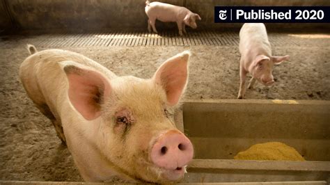 Swine Flu The True Facts