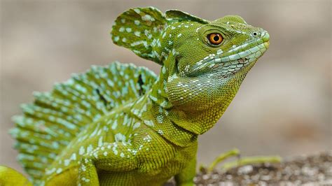 Lizard Wallpapers - Wallpaper Cave