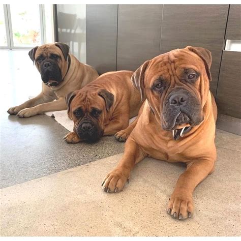 Adorable Bullmastiff Puppy