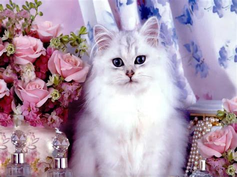 Забавные кошачьи законы