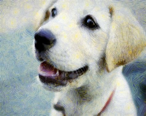dog puppy small dog dog playing dog  nice dog dog  image