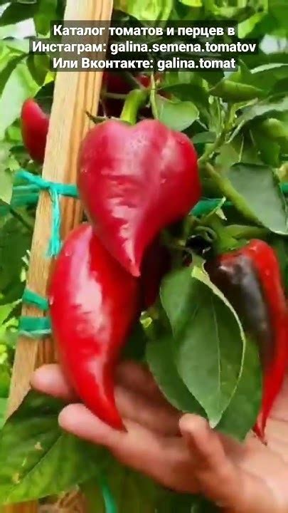 Перец сладкий "Леся" (Lesya) 🫑🫑🫑Самый вкусный и урожайный сорт сладкого ...