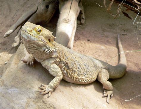 Dragón Barbudo: características, fotos y vídeos
