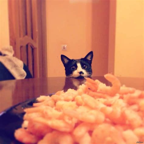 Креветофил | Пикабу