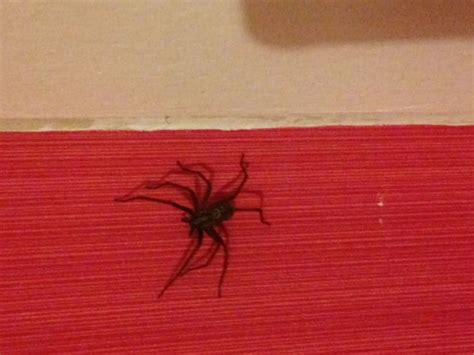 Giant spiders come to Manchester - Manchester Evening News