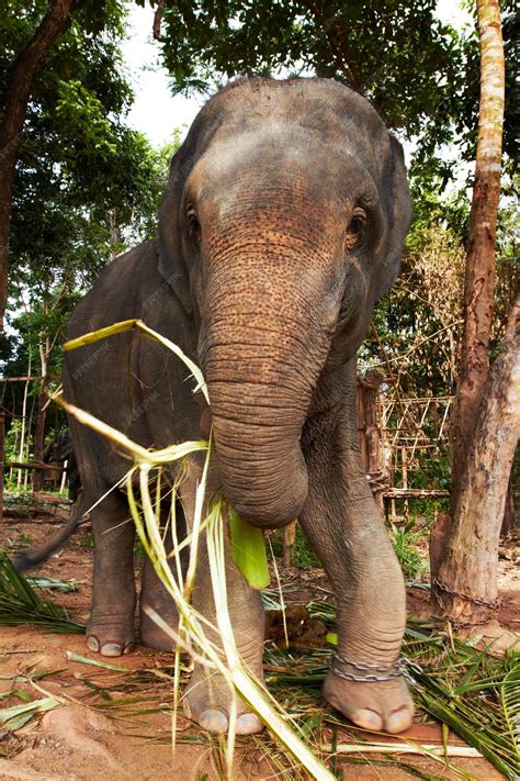 premium photo frontview   asian elephant   enclosure  thailand